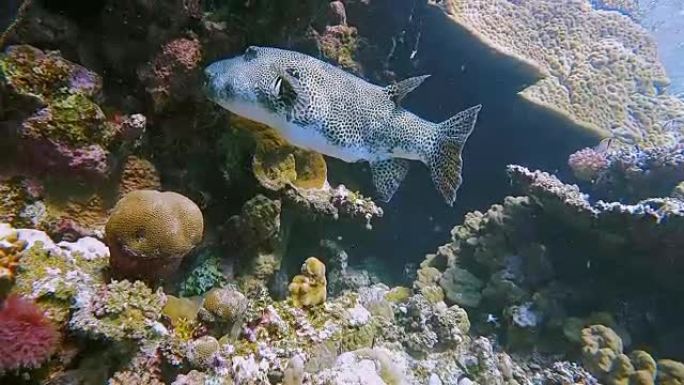 珊瑚礁上的星空河豚或蟾蜍 (Arothron stellatus)-红海/埃及