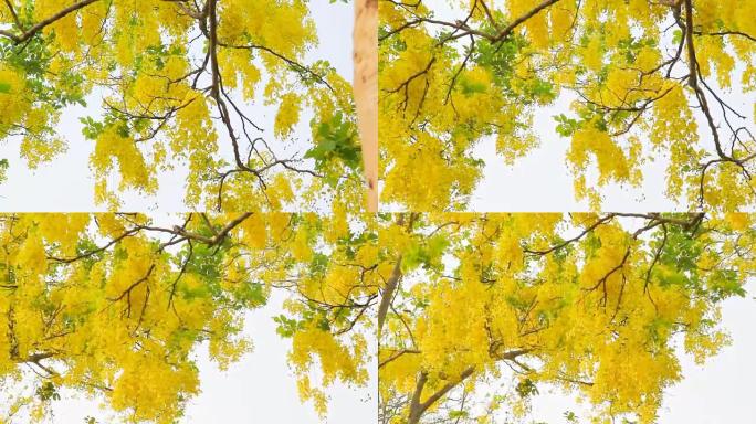 风中的金雨花 (决明子瘘管花)