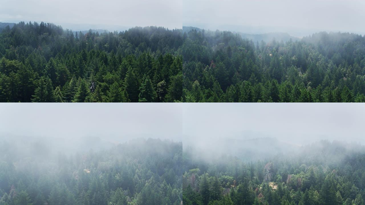 旧金山半岛森林上空的海洋阴霾-无人机射击
