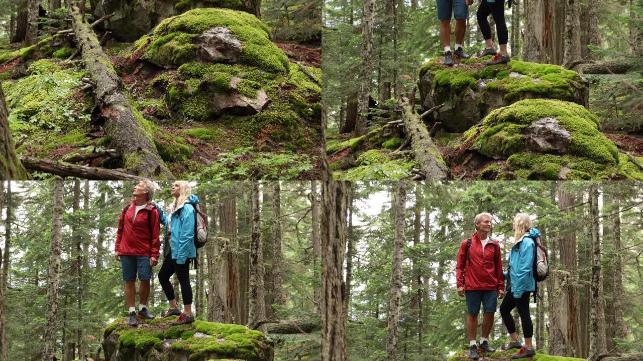 徒步旅行夫妇探索古老的雪松和冷杉温带雨林