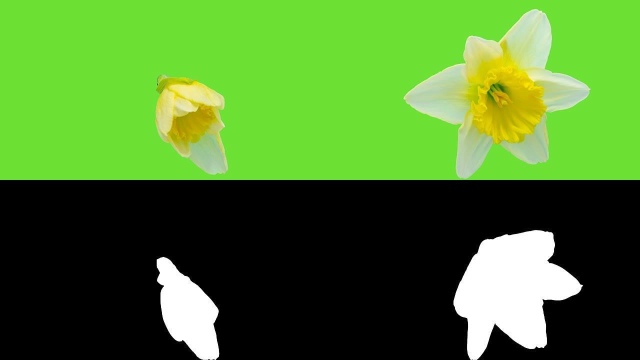 在延时高清1080视频中，水仙在色度关键背景下绽放。