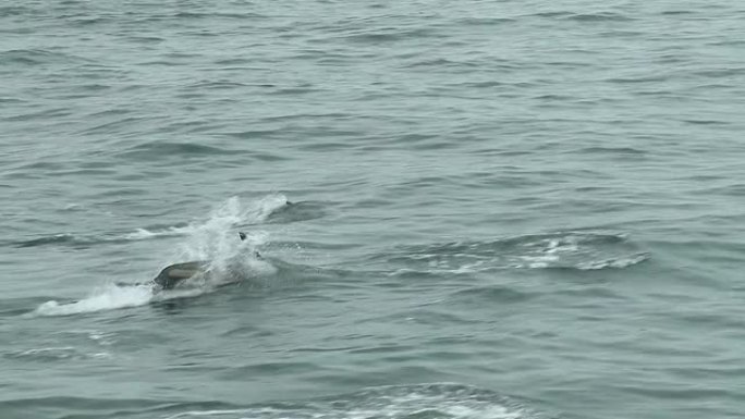 高清: 海豚跃出海面船上拍摄