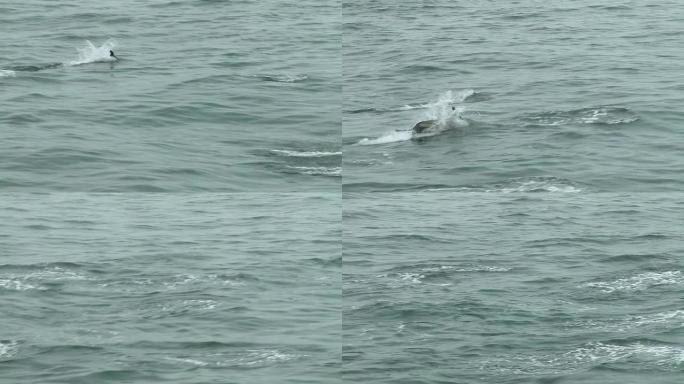 高清: 海豚跃出海面船上拍摄