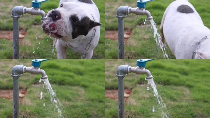 美国恶霸狗奔跑后喝自来水