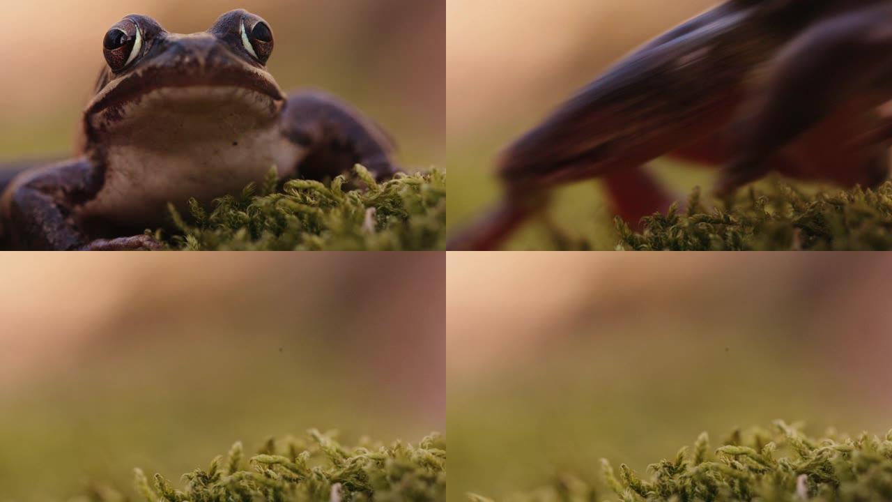 林地青蛙闲置在苔藓上的特写镜头