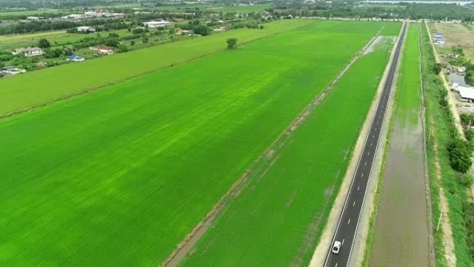 空中柏油路在顶部看到大绿稻田。