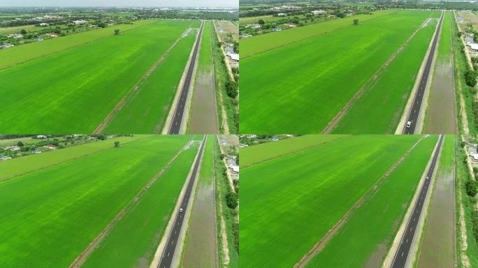 空中柏油路在顶部看到大绿稻田。
