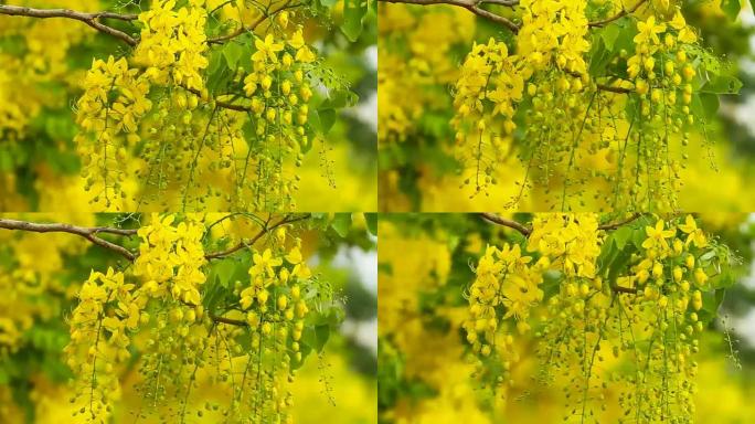 风中的金雨花 (决明子瘘管花)