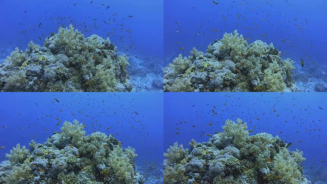 在珊瑚礁上潜水，在马萨阿拉姆/红海-埃及有很多海鱼