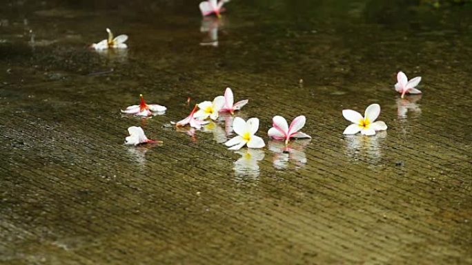 泰国雨季五颜六色的花落在地板上