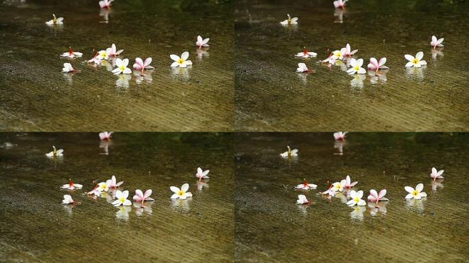 泰国雨季五颜六色的花落在地板上