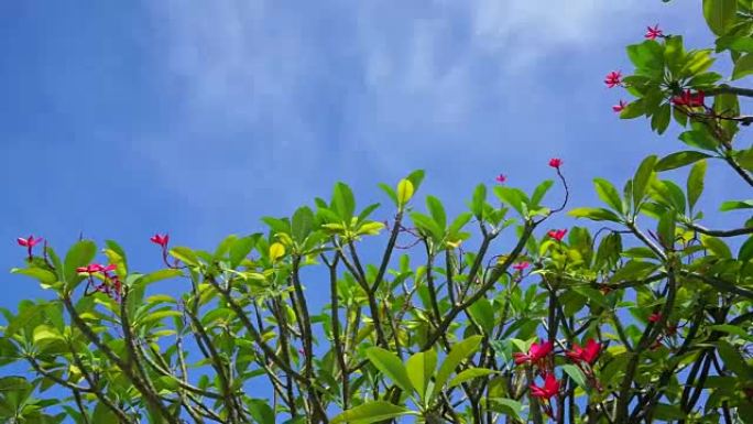 多莉拍摄美丽的红色素馨花树与蓝天