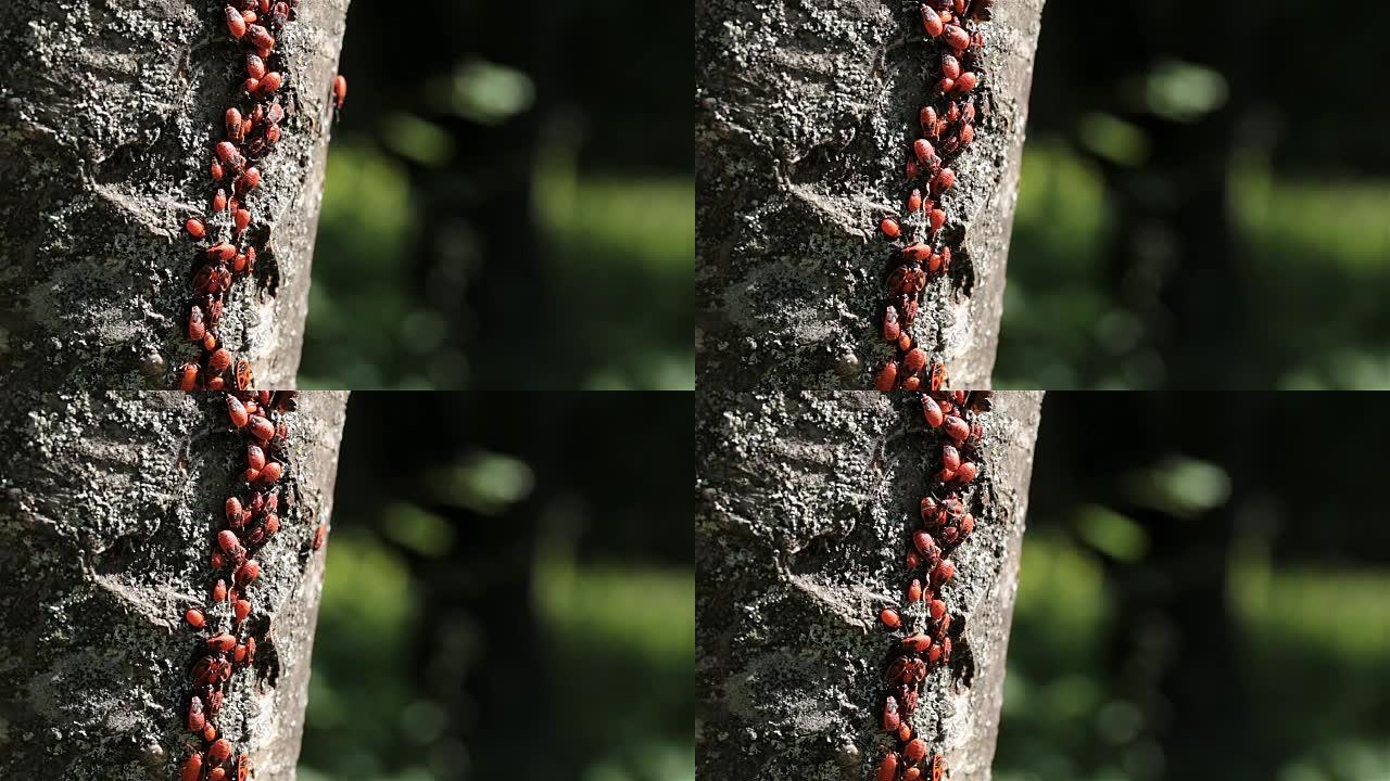 树上的红甲虫群。吸食汁液一群