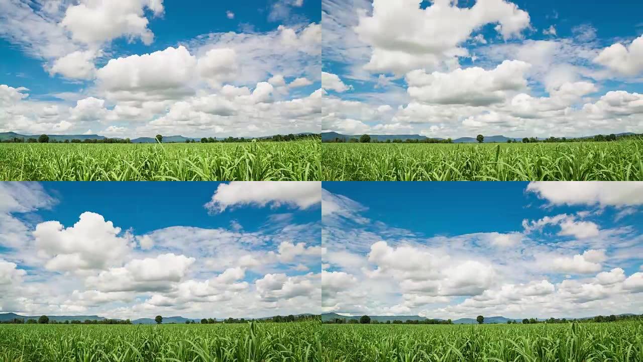 4k Timalapse移动云和蓝天的甘蔗田高地乡村或农村视频剪辑。