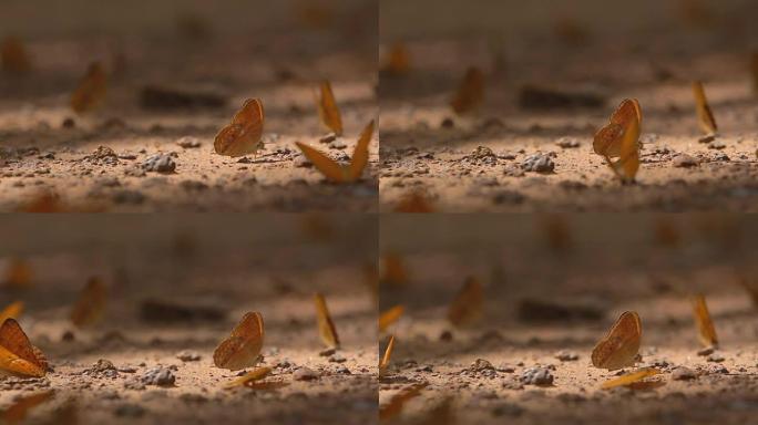 大自然中的蝴蝶。微距实拍特写展示彩蝶飞舞