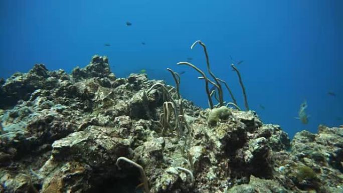 受损脆弱生态系统海洋环境下的珊瑚礁漂白