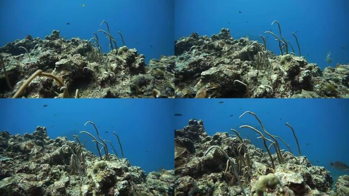 受损脆弱生态系统海洋环境下的珊瑚礁漂白