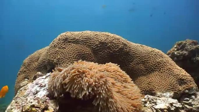 水下自然: 壮丽的海葵 (壮丽的Hitachis) 小丑鱼和臭鼬海葵。
