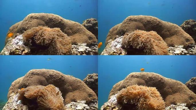 水下自然: 壮丽的海葵 (壮丽的Hitachis) 小丑鱼和臭鼬海葵。