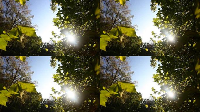 阳光照射的秋天的橙色叶子