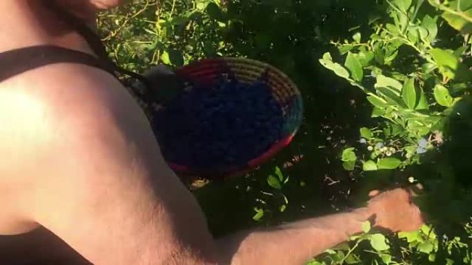 一对老年夫妇在有机农场采摘蓝莓