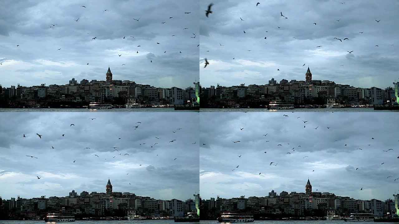 伊斯坦布尔鸟飞行鸟在天空盘旋
