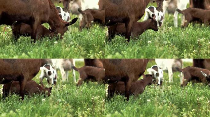 草地上的小山羊草地小山羊