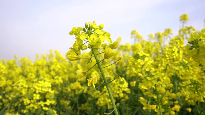 油菜花