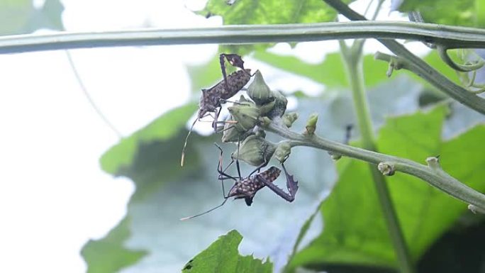 大股骨coreid bug或疟原虫