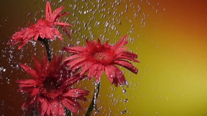 超级慢动作: 黄色背景雨中的雏菊花