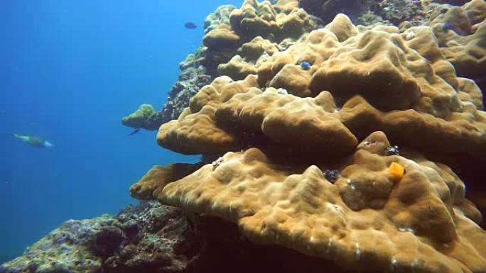 珊瑚白化 (Phylum Cnidaria) (Anthozoa) 由于全球变暖造成的环境破坏。泰国