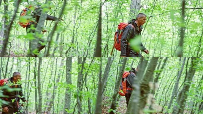 TS一名男性荒野生存专家在森林里行走，吃树枝上的树叶