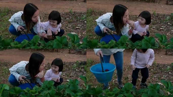 小女孩 (2-3岁) 正在和妈妈一起采摘草莓