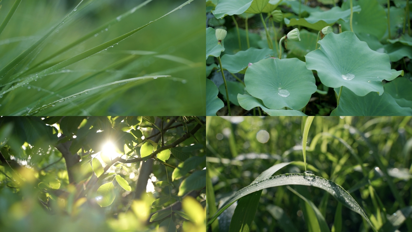 雨 露珠 阳光 逆光