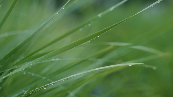 雨 露珠 阳光 逆光