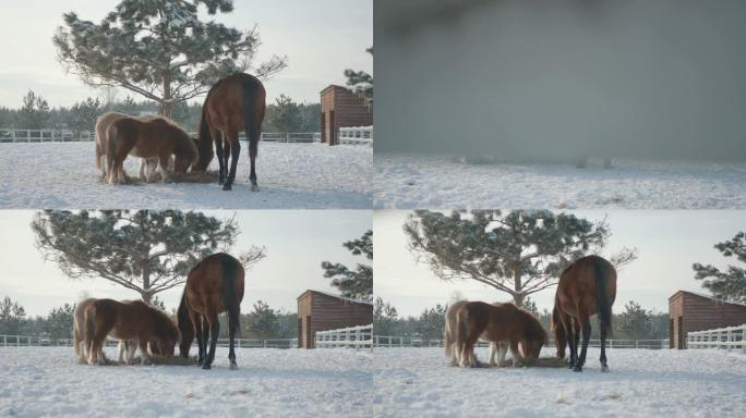 两匹可爱的小马和一匹棕色的大马在冬季牧场吃干草。