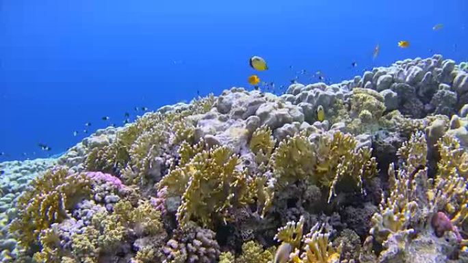 红海上有海洋生物的珊瑚礁