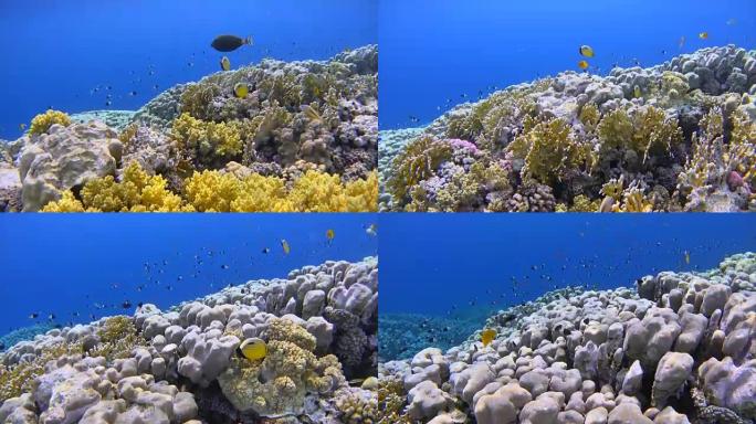 红海上有海洋生物的珊瑚礁