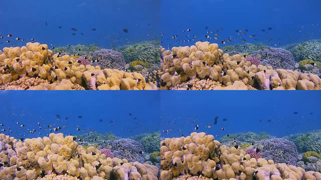 美丽的珊瑚礁上的海洋生物，在Marsa Alam附近的红海上有很多热带鱼 (Chromis dimi