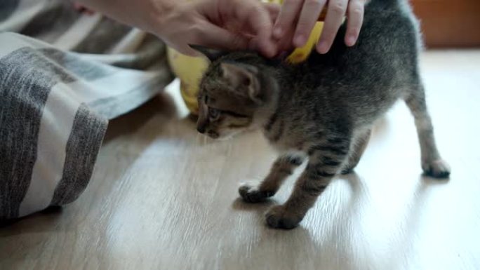 年轻女子和女儿在家玩猫