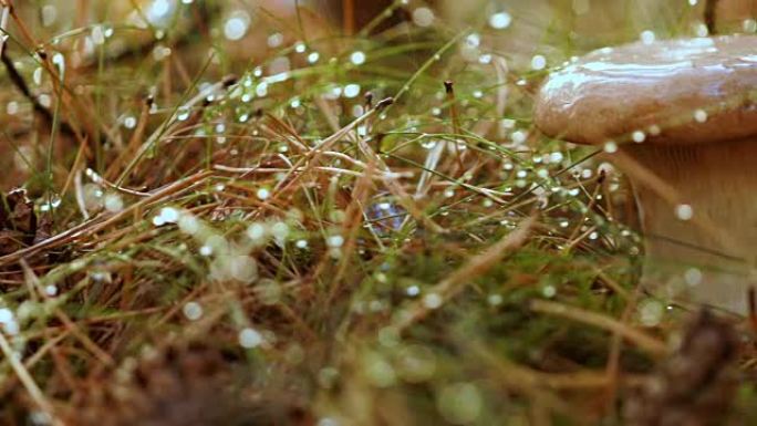 雨中在阳光明媚的森林里蘑菇牛肝菌。