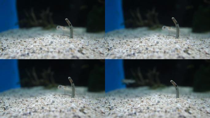 海蛇海蛇特写水族馆水缸