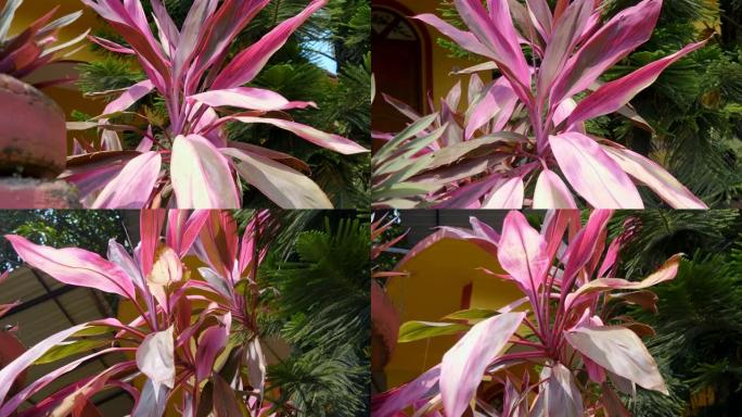 在房子的院子里种植带有大而美丽的红叶的Cordyline