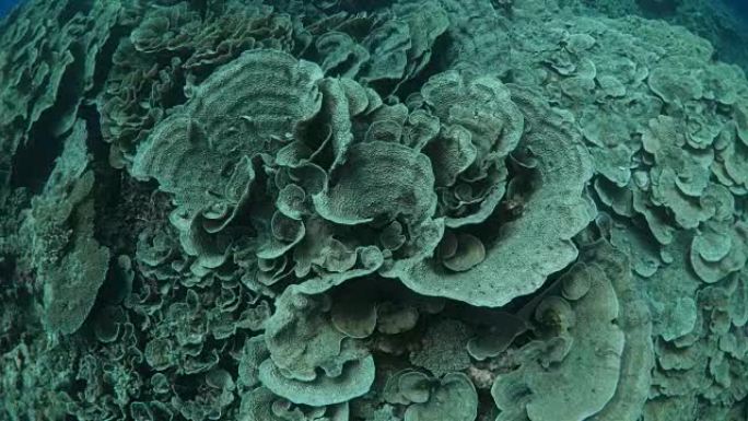 珊瑚礁中的叶珊瑚群落