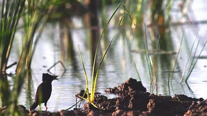 一只八哥鸟在沼泽地上觅食，然后走开