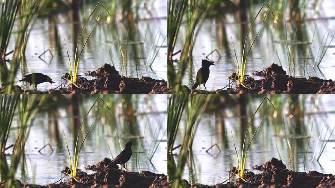 一只八哥鸟在沼泽地上觅食，然后走开