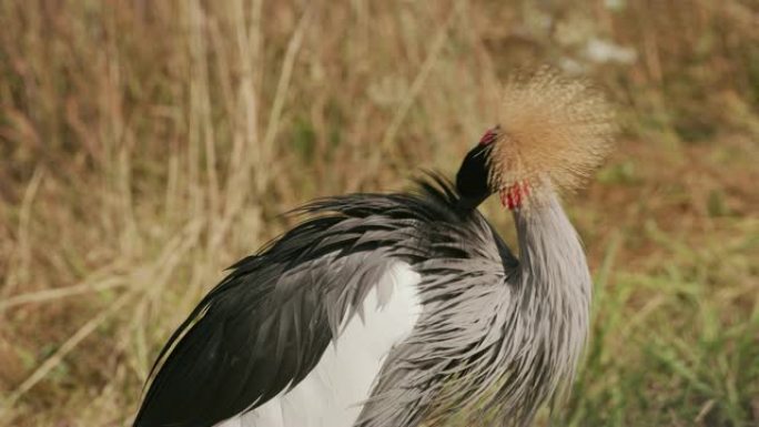 野生动物公园的东非冠鹤