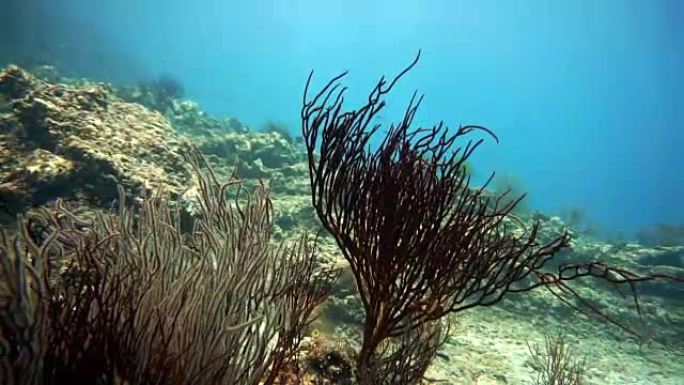 鞭珊瑚 (Junceella) 和海扇珊瑚 (Gorgonian)。受损脆弱生态系统海洋环境下的珊瑚