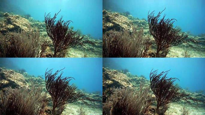 鞭珊瑚 (Junceella) 和海扇珊瑚 (Gorgonian)。受损脆弱生态系统海洋环境下的珊瑚