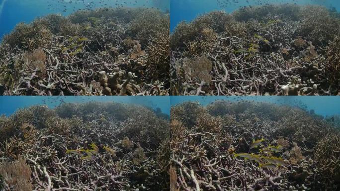 珊瑚礁中的黄色山羊鱼